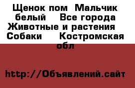 Щенок пом. Мальчик белый  - Все города Животные и растения » Собаки   . Костромская обл.